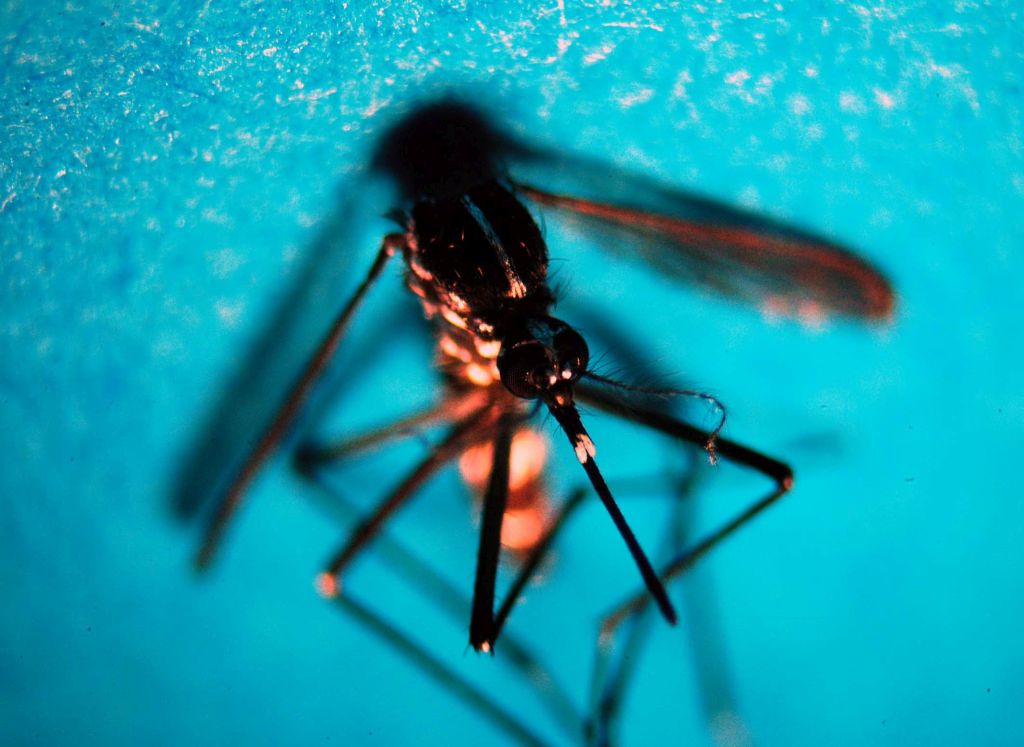 Nel 2026 registrati in Italia 265 casi di Dengue, 594 i contagi di West Nile Virus e 25 di Chikungunya da inizio monitoraggio