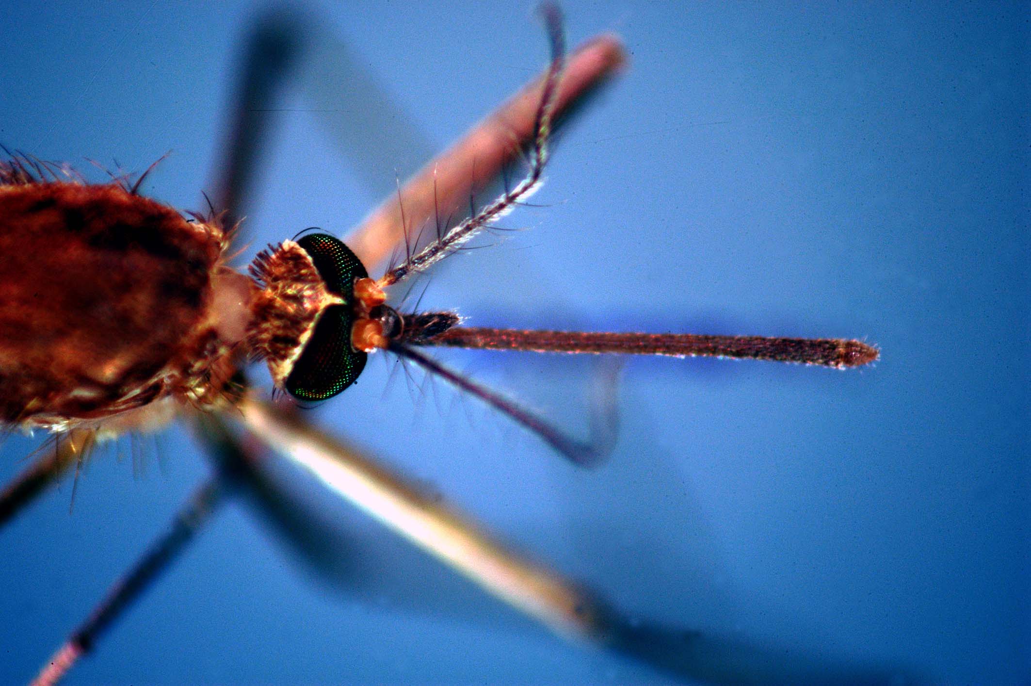 Da inizio anno 657 casi di West Nile, 294 di Dengue e 28 di Chikungunya: il report aggiornato dell’ISS